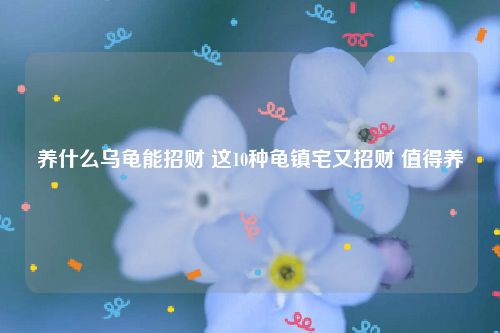 养什么乌龟能招财 这10种龟镇宅又招财 值得养