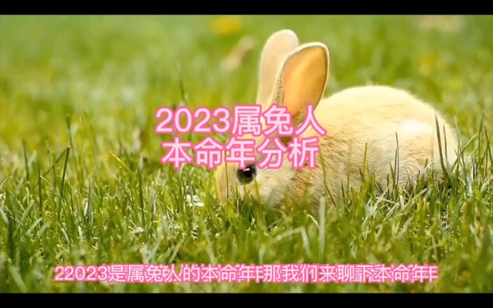 2023属兔取名字